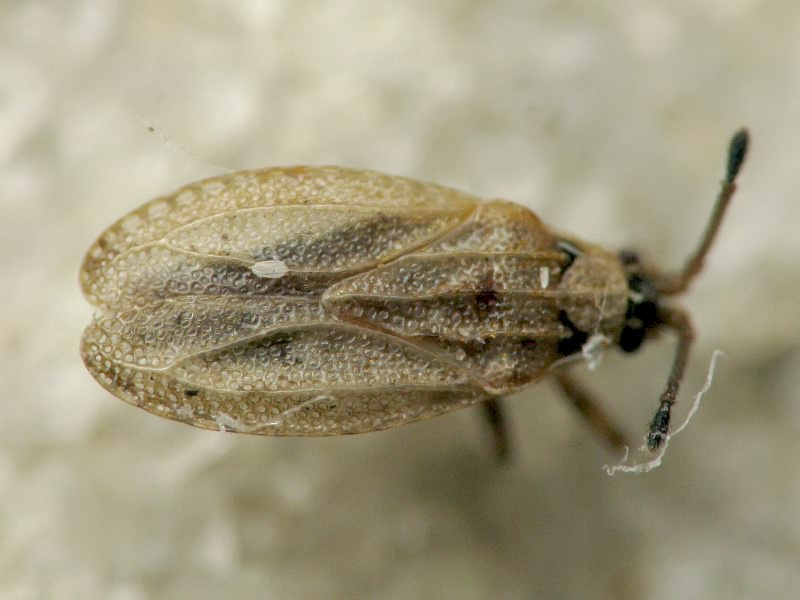 Tingis (Tropidocheila) maculata (Herrich-Schäffer, 1838)